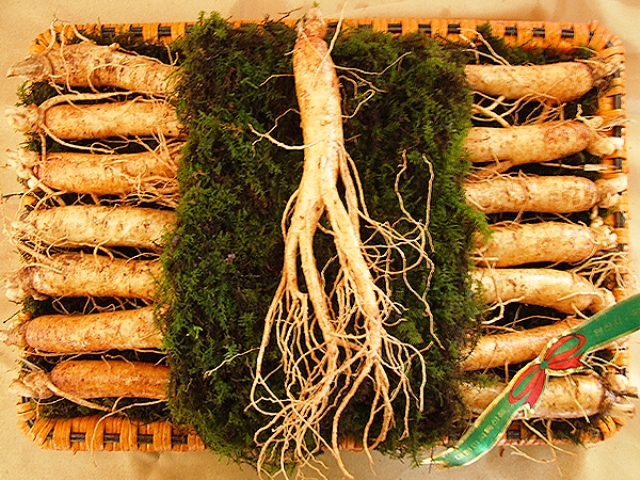 NHÂM SÂM TƯƠI LOẠI 14- 16 CỦ